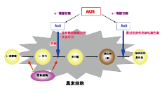 AA2GTM(图2) AA2GTM(图2)
