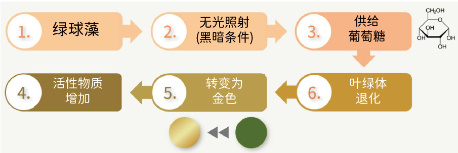 黄金小球藻多肽(图1) 黄金小球藻多肽(图1)