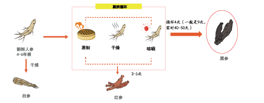 皇御黑参(图1) 皇御黑参(图1)